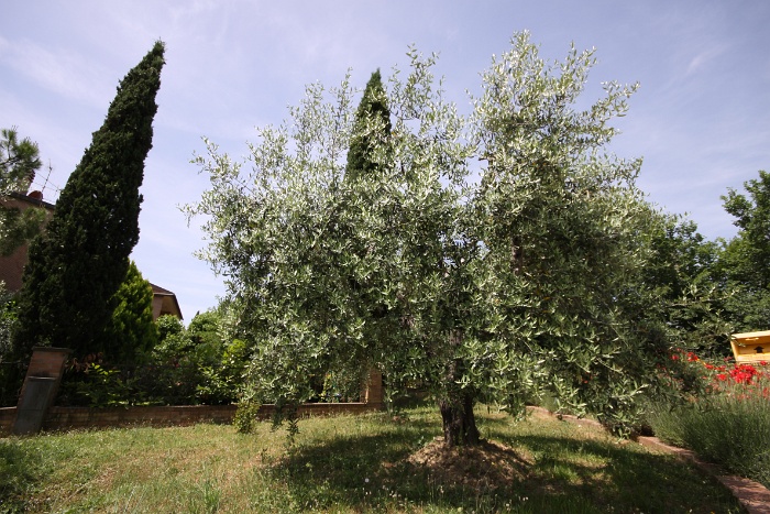 Toscane 09 - 296 - Divers